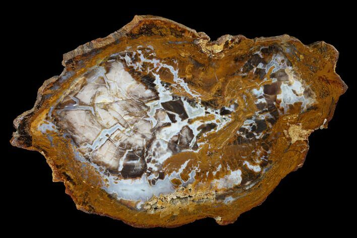 Petrified Wood (Sycamore) Slab - Parker, Colorado #141484